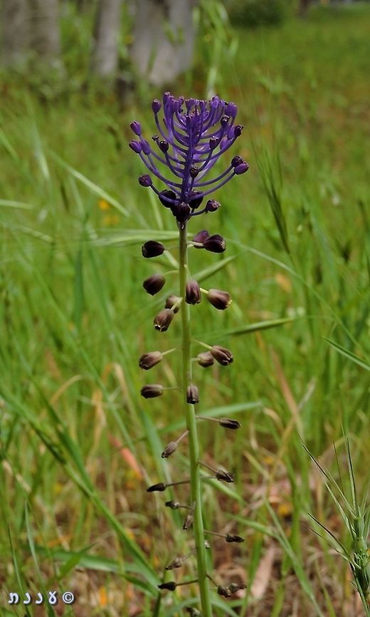 Leopoldia comosa  Geotagged,Israel,Leopoldia comosa,Muscari comosum,Spring,Tassel Hyacinth,Tassel grape hyacinth