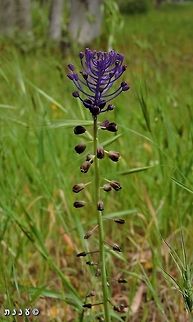 Leopoldia comosa  Geotagged,Israel,Leopoldia comosa,Muscari comosum,Spring,Tassel Hyacinth,Tassel grape hyacinth