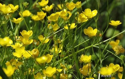 Yellow Buttercups are normal all over the world, but we're used to the red ones - so the yellow seem special
https://www.jungledragon.com/image/73377/ranunculus_asiaticus.html Buttercups,Geotagged,Israel,Ranunculus,Ranunculus scandicinus,Spring