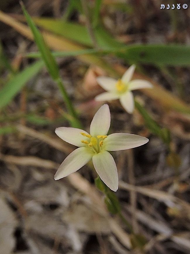 Centaurium maritimum uncommon, small, almost unseen...  Centaurium maritimum,Geotagged,Israel,Spring