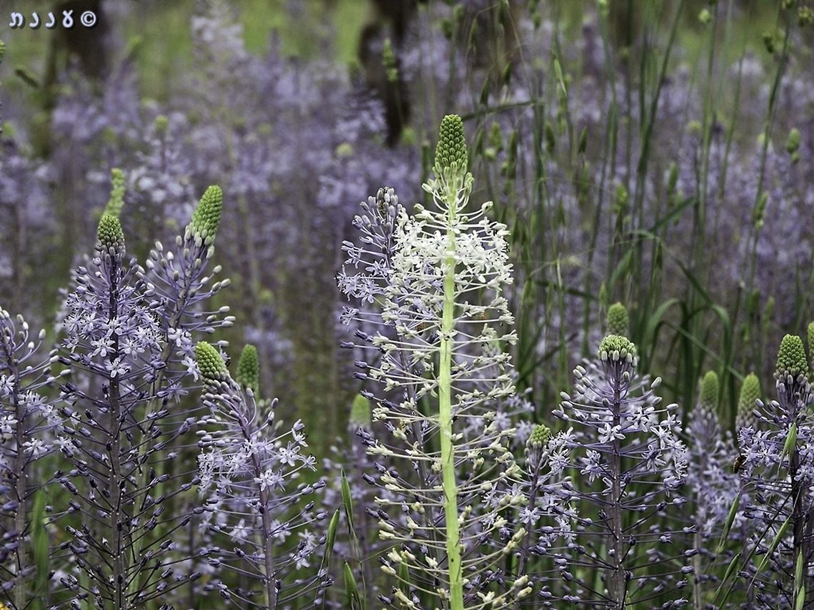 Albino Scilla hyacinthoides and about a thousand regular ones...  Albino,Geotagged,Israel,Scilla hyacinthoides,Spring