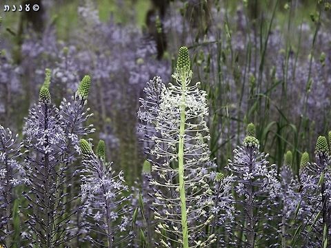Albino Scilla hyacinthoides and about a thousand regular ones...  Albino,Geotagged,Israel,Scilla hyacinthoides,Spring