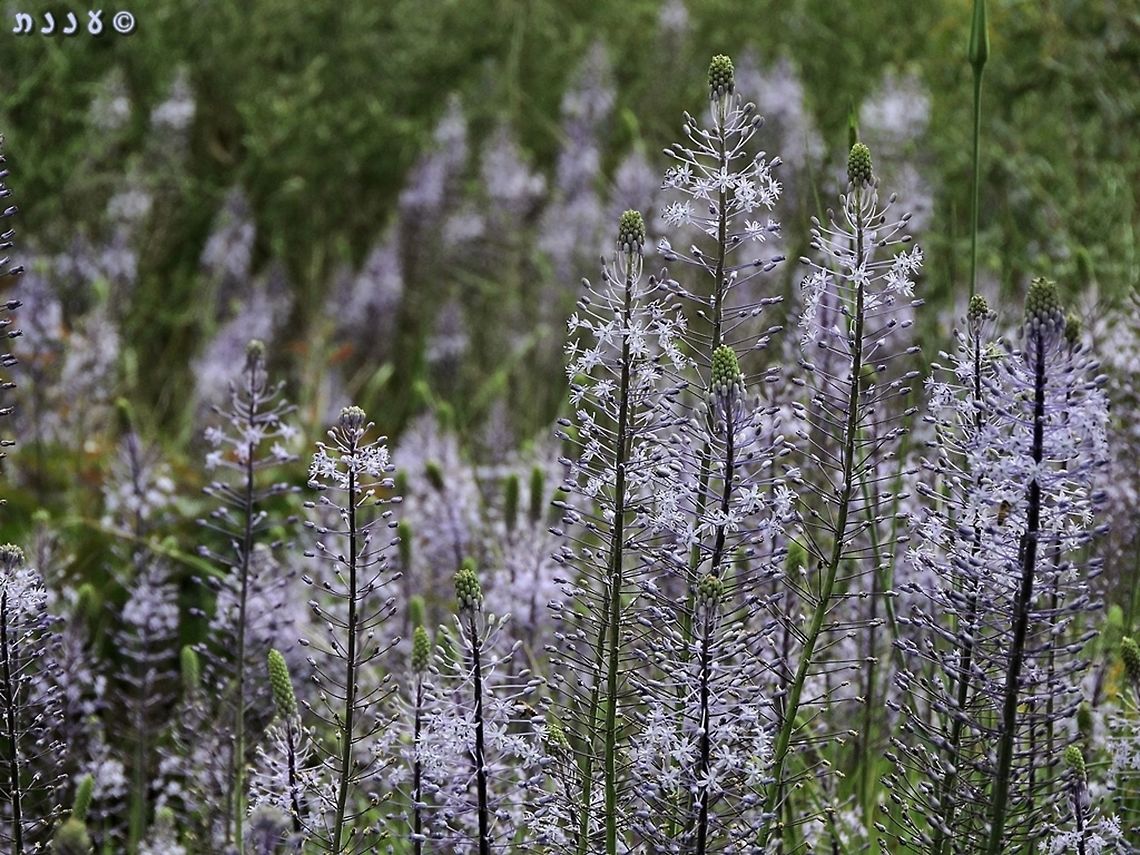 Scilla hyacinthoides  Geotagged,Israel,Scilla hyacinthoides,Spring