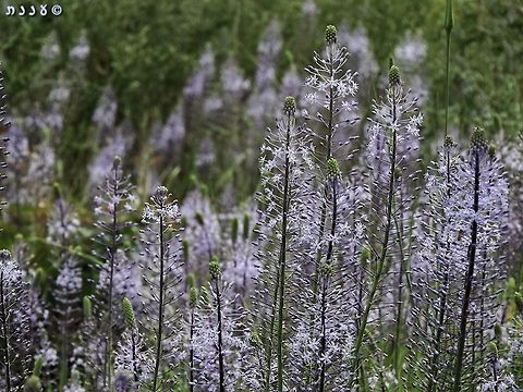 Scilla hyacinthoides  Geotagged,Israel,Scilla hyacinthoides,Spring