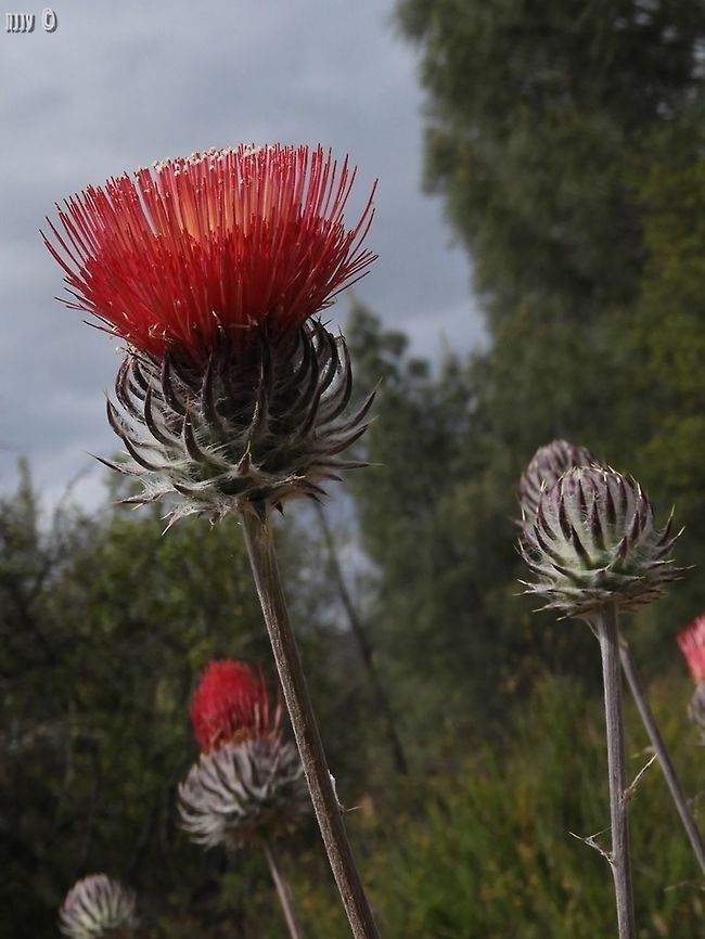 Cirsium occidentale love this color!  California,Cirsium occidentale,Geotagged,Pinnacles National Park,Spring,United States,occidentale