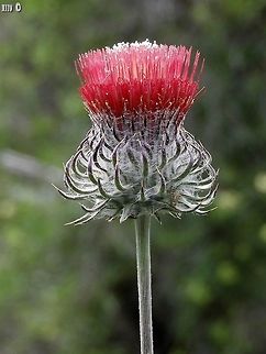 Cobwebby Thistle - Cirsium occidentale the common name, Cobwebby Thistle, is because of the thin white threads on the flower.  Cirsium occidentale,Geotagged,Spring,United States,occidentale