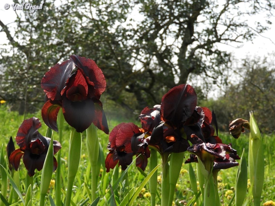 Iris atropurpurea fresh from yesterday, I went to visit the Iris atropurpurea in a known location I&#039;ve never been to before :-)  Coastal iris,Geotagged,Iris atropurpurea,Israel,Winter,critically endangered