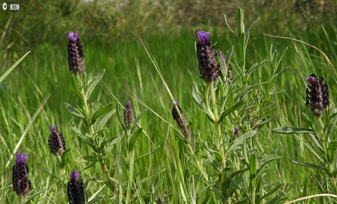 Lavandula stoechas rare in Israel, I was happy to find it next to the Iris atropurpurea :-) <br />
 Geotagged,Israel,Lavandula stoechas,Winter