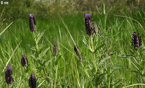 Lavandula stoechas rare in Israel, I was happy to find it next to the Iris atropurpurea :-) 
 Geotagged,Israel,Lavandula stoechas,Winter