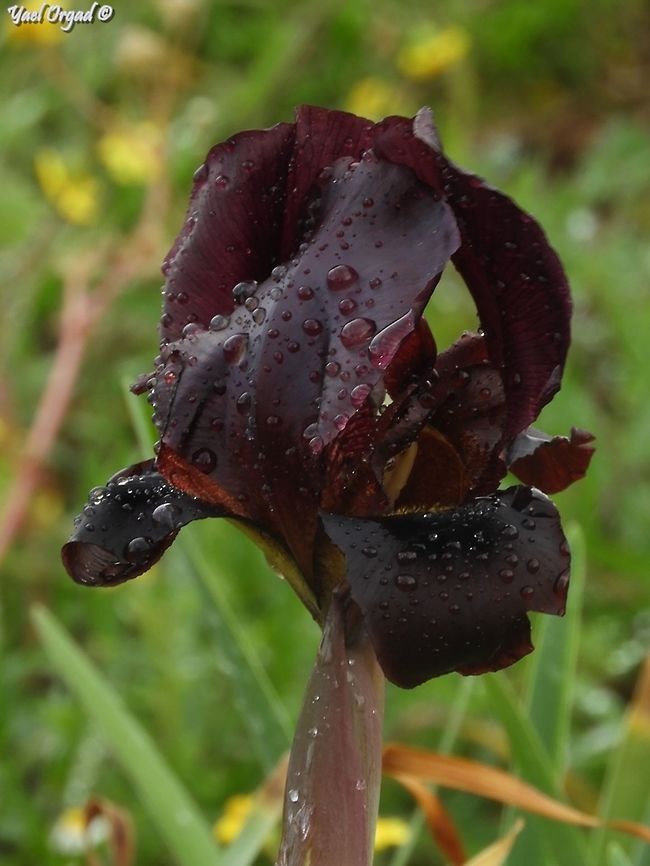 it's raining! do you have to go out in this weather? well, apparently I do... <br />
Iris atropurpurea in the rain. Coastal iris,Geotagged,Iris atropurpurea,Israel,Oncocyclus,Winter