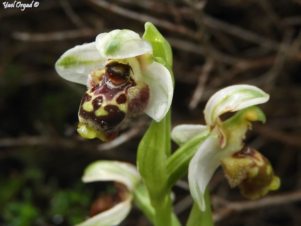 Raindrops keep falling on my head and on the flowers... <br />
Ophrys umbilicata Geotagged,Israel,Ophrys,Ophrys umbilicata,Winter,umbilicata