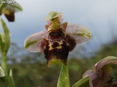 Rainy Ophrys Ophrys umbilicata, this one with pinkish "wings" - in Israel they are almost always green or white.  Geotagged,Israel,Ophrys,Ophrys umbilicata,Winter,umbilicata