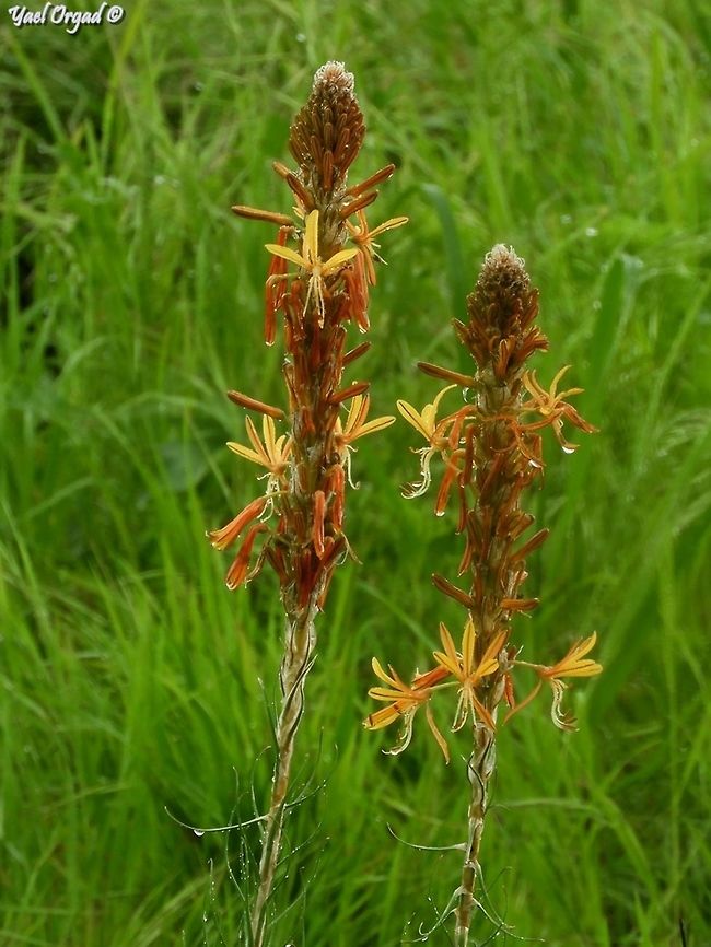 Rainy Asphodeline lutea we got soaking wet - it was only 50 meters from the street where we parked, and we got soaking wet.  Asphodeline lutea,Geotagged,Israel,King's Spear,Winter