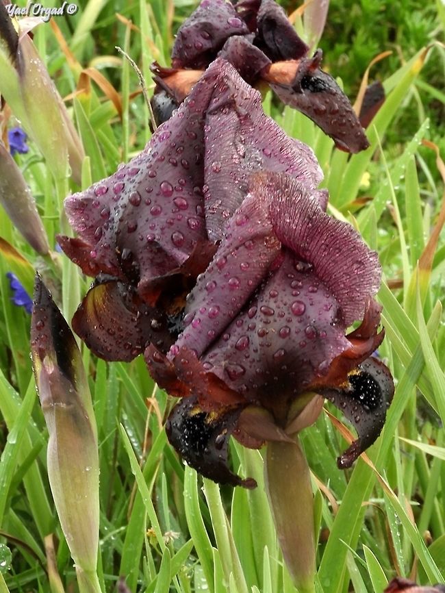 it keeps on raining yet I had to go out... <br />
Iris atropurpurea in the rain  Coastal iris,Geotagged,Iris atropurpurea,Israel,Oncocyclus,Winter