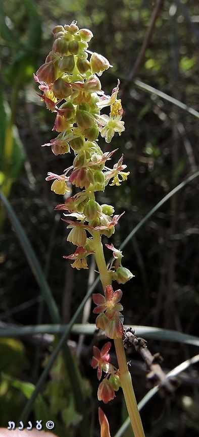 Rumex aeroplaniformis - male An annual dioecious plant - separate male and female plants. <br />
see the full story in the female plant page:<br />
<figure class="photo"><a href="https://www.jungledragon.com/image/74453/rumex_aeroplaniformis_-_female.html" title="Rumex aeroplaniformis - female"><img src="https://s3.amazonaws.com/media.jungledragon.com/images/3519/74453_thumb.jpg?AWSAccessKeyId=05GMT0V3GWVNE7GGM1R2&Expires=1767225610&Signature=hAaB%2FzXun5%2FvdH2f4Wngi0mB7u0%3D" width="102" height="152" alt="Rumex aeroplaniformis - female This is an extremely interesting plant: Annual dioecious plant - separate male and female plants. <br />
it is also interesting for historic reasons - it was discovered by one of the first Jewish Botanists that operated in Israel, in the early 20th century - Aharon Aharonson. he called it Rumex rothschildianus, to honor the Baron Rothschild, his benefactor. his notes were never published - he hid them during World War I, and died in a plane crush. his notes were rediscovered in 1940. during that time, another important Israeli botanist - Prof. Alexander Eig, found the Rumex and described it according to the fruit&#039;s feature: aeroplaniformis - shaped like an airplane. as his name was officially published first, this is the official name - and Aharonson&#039;s choice - Rothschild&#039;s name - remains only as a synonym. <br />
this is the male flower:<br />
https://www.jungledragon.com/image/74451/rumex_aeroplaniformis_-_male.html Aharon Aharonson,Geotagged,Israel,Rumex aeroplaniformis,Rumex rothschildianus,Spring,female flower" /></a></figure> Aharon Aharonson,Geotagged,Israel,Rumex aeroplaniformis,Rumex rothschildianus,Spring,male flower