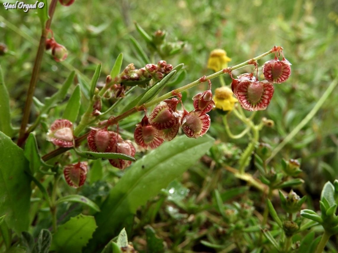 Rumex pictus I like the fruits, hanging like some lanterns...  Geotagged,Israel,Rumex pictus,Winter