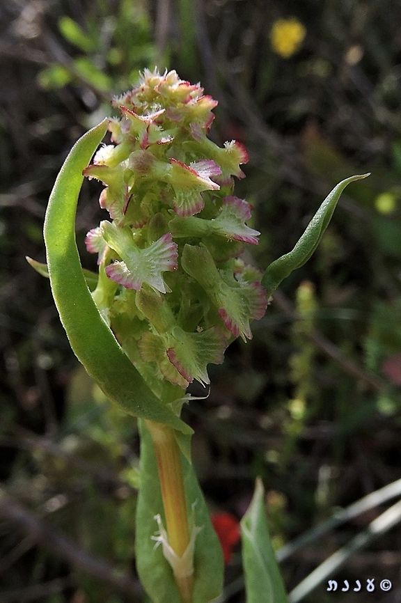 Rumex aeroplaniformis - female This is an extremely interesting plant: Annual dioecious plant - separate male and female plants. <br />
it is also interesting for historic reasons - it was discovered by one of the first Jewish Botanists that operated in Israel, in the early 20th century - Aharon Aharonson. he called it Rumex rothschildianus, to honor the Baron Rothschild, his benefactor. his notes were never published - he hid them during World War I, and died in a plane crush. his notes were rediscovered in 1940. during that time, another important Israeli botanist - Prof. Alexander Eig, found the Rumex and described it according to the fruit&#039;s feature: aeroplaniformis - shaped like an airplane. as his name was officially published first, this is the official name - and Aharonson&#039;s choice - Rothschild&#039;s name - remains only as a synonym. <br />
this is the male flower:<br />
<figure class="photo"><a href="https://www.jungledragon.com/image/74451/rumex_aeroplaniformis_-_male.html" title="Rumex aeroplaniformis - male"><img src="https://s3.amazonaws.com/media.jungledragon.com/images/3519/74451_thumb.jpg?AWSAccessKeyId=05GMT0V3GWVNE7GGM1R2&Expires=1759968010&Signature=bO2Jhc9qNdFvxYWS8DrgQJxaw1w%3D" width="70" height="152" alt="Rumex aeroplaniformis - male An annual dioecious plant - separate male and female plants. <br />
see the full story in the female plant page:<br />
https://www.jungledragon.com/image/74453/rumex_aeroplaniformis_-_female.html Aharon Aharonson,Geotagged,Israel,Rumex aeroplaniformis,Rumex rothschildianus,Spring,male flower" /></a></figure> Aharon Aharonson,Geotagged,Israel,Rumex aeroplaniformis,Rumex rothschildianus,Spring,female flower
