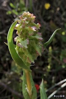 Rumex aeroplaniformis - female This is an extremely interesting plant: Annual dioecious plant - separate male and female plants. 
it is also interesting for historic reasons - it was discovered by one of the first Jewish Botanists that operated in Israel, in the early 20th century - Aharon Aharonson. he called it Rumex rothschildianus, to honor the Baron Rothschild, his benefactor. his notes were never published - he hid them during World War I, and died in a plane crush. his notes were rediscovered in 1940. during that time, another important Israeli botanist - Prof. Alexander Eig, found the Rumex and described it according to the fruit's feature: aeroplaniformis - shaped like an airplane. as his name was officially published first, this is the official name - and Aharonson's choice - Rothschild's name - remains only as a synonym. 
this is the male flower:
https://www.jungledragon.com/image/74451/rumex_aeroplaniformis_-_male.html Aharon Aharonson,Geotagged,Israel,Rumex aeroplaniformis,Rumex rothschildianus,Spring,female flower