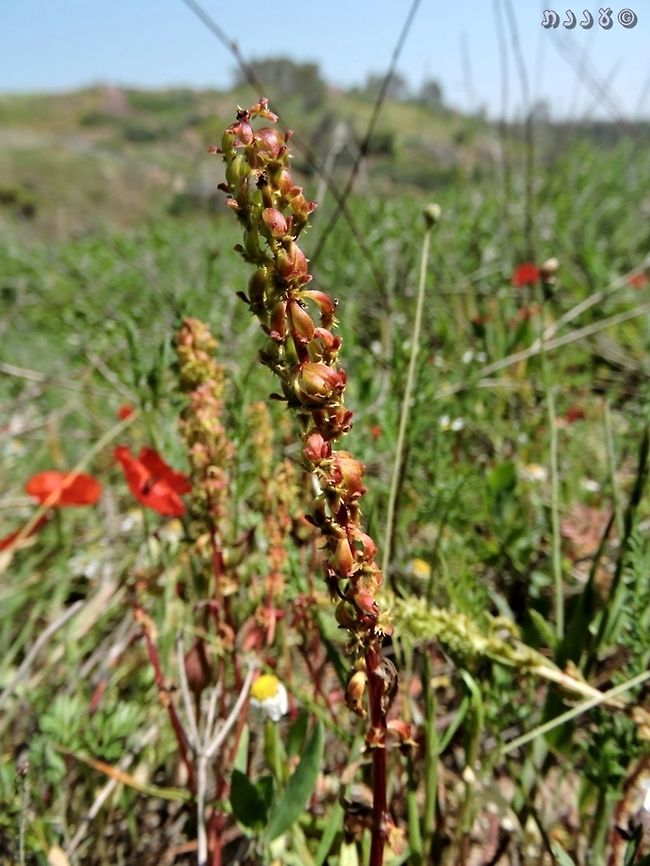Rumex bucephalophorus - Horse's head Rumex Its common name in Hebrew is &quot;Horse&#039;s head Rumex&quot; - because the fruit resemble miniature horse heads.  Geotagged,Israel,Red Dock,Rumex bucephalophorus,Spring