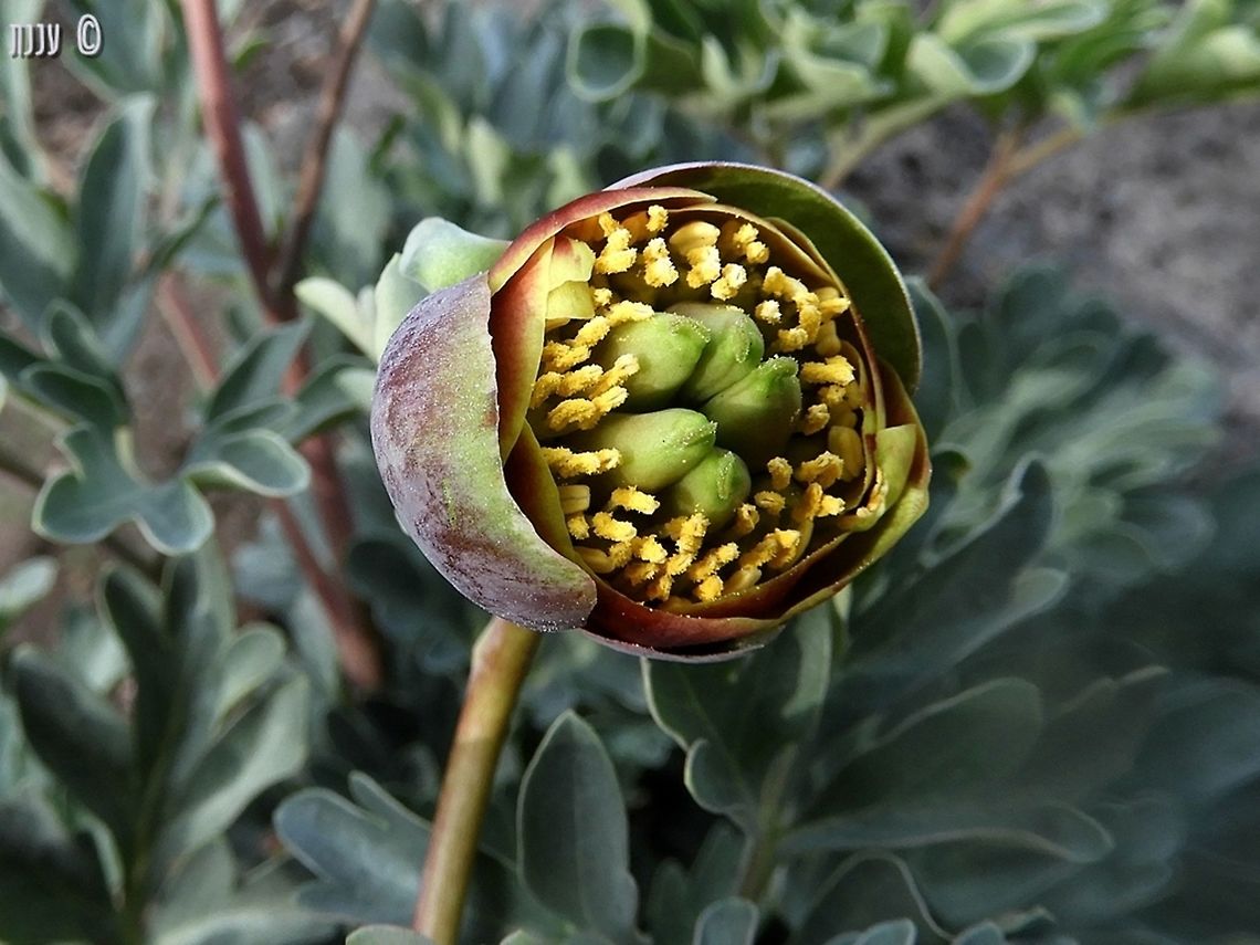 Paeonia brownii - Brown's Peony very small, compared to other Peony species (not to mention the ornamental ones, which are huge) - but still a nice wildflower.  Brown's Peony,California,Geotagged,Paeonia brownii,Spring,United States