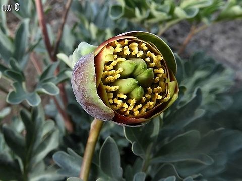 Paeonia brownii - Brown's Peony very small, compared to other Peony species (not to mention the ornamental ones, which are huge) - but still a nice wildflower.  Brown's Peony,California,Geotagged,Paeonia brownii,Spring,United States