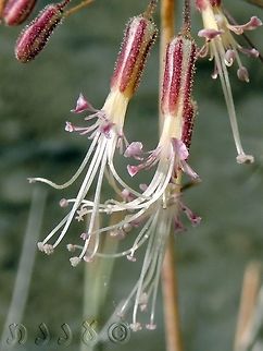 Ankyropetalum gypsophiloides the entire length, including stamens is about 1.5 cm...  Ankyropetalum gypsophiloides,Fall,Geotagged,Israel,miniature