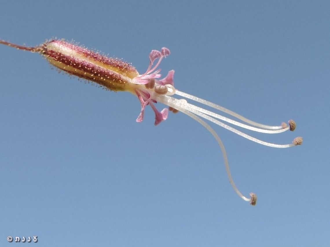 Ankyropetalum gypsophiloides the entire length, including stamens, is about 1.5cm!  Ankyropetalum gypsophiloides,Fall,Geotagged,Israel
