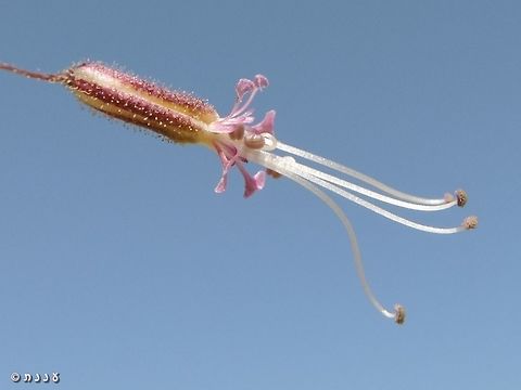Ankyropetalum gypsophiloides the entire length, including stamens, is about 1.5cm!  Ankyropetalum gypsophiloides,Fall,Geotagged,Israel