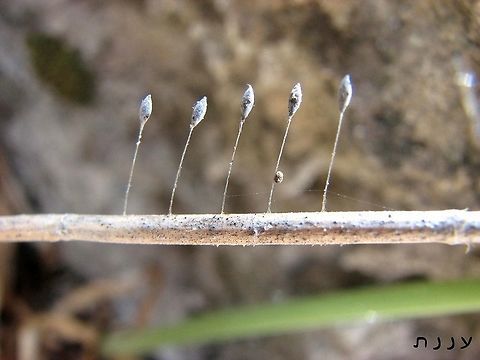 Eggs of Chrysoperla carnea  Chrysoperla carnea,Common green lacewing,Geotagged,Israel,Summer