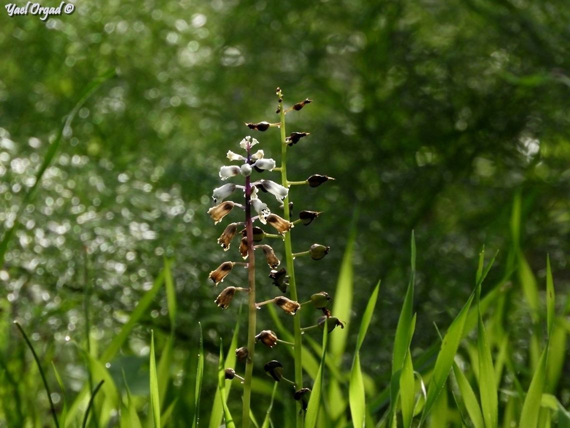 Bellevalia flexuosa  Bellevalia flexuosa,Geotagged,Israel,Rain Bells,Winter
