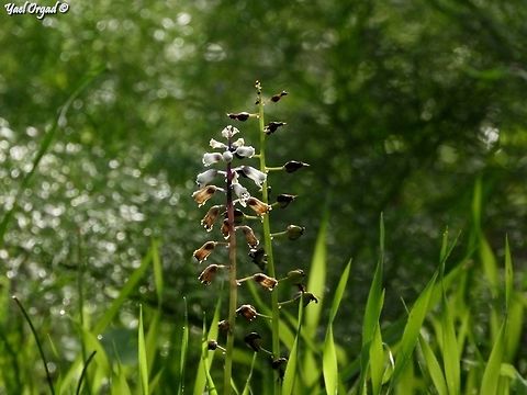 Bellevalia flexuosa  Bellevalia flexuosa,Geotagged,Israel,Rain Bells,Winter