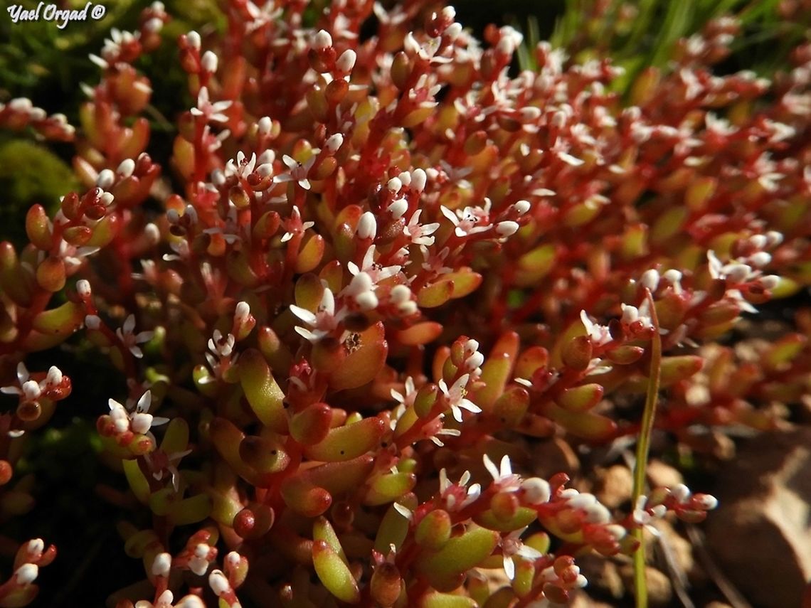 Sedum microcarpum a miniature succulent plant. <br />
I knew it as Telmissa microcarpa, apparently it's a synonym - thank you for everyone that helped find the correct name! Israel,Sedum microcarpum,Small-Fruited Stonecrop,Telmissa microcarpa,winter