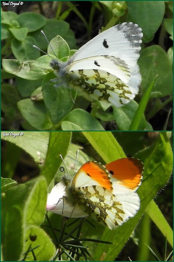 Anthocharis cardamines Female above, male below. <br />
<br />
I do not understand why is this not tagged as Israel.  Anthocharis cardamines,Geotagged,Israel,Orange tip,Winter