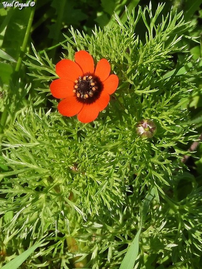 Adonis microcarpa  Adonis microcarpa,Israel,microcarpa