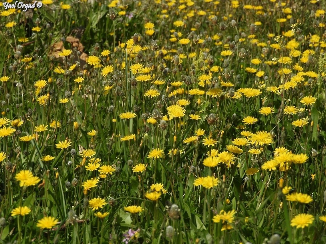 Crepis sancta  Crepis sancta,Israel