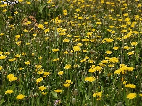 Crepis sancta  Crepis sancta,Israel