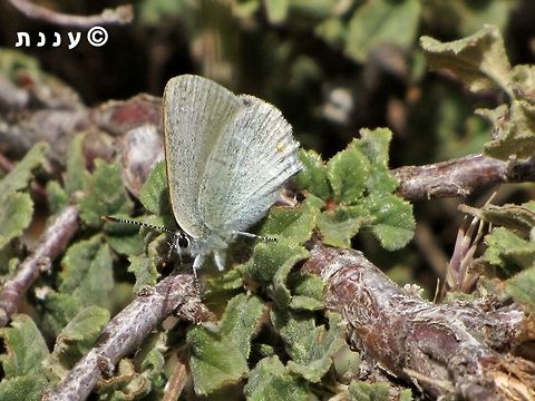 Satyrium myrtale - female she is looking for the right spot to lay her egg, on Prunus prostrata - her host plant. 
this is the result:
https://www.jungledragon.com/image/74599/satyrium_myrtale_spot_the_egg.html Israel,Mount Hermon,Prunus prostrata,Rebels hairstreak,Satyrium myrtale