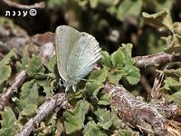 Satyrium myrtale - female she is looking for the right spot to lay her egg, on Prunus prostrata - her host plant. <br />
this is the result:<br />
https://www.jungledragon.com/image/74599/satyrium_myrtale_spot_the_egg.html Israel,Mount Hermon,Prunus prostrata,Rebels hairstreak,Satyrium myrtale