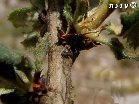 Satyrium myrtale: spot the egg! that tiny hairy round gray ball, just under the base of the leaf - is the butterfly's egg. 
it's camouflaged so predators will not find it. 
layed on Prunus prostrata, the host of this butterfly. 

here's the mom: 
https://www.jungledragon.com/image/74598/satyrium_myrtale_-_female.html Mount Hermon,Prunus prostrata,Rebels hairstreak,Satyrium myrtale,egg