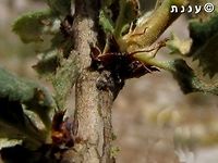 Satyrium myrtale: spot the egg! that tiny hairy round gray ball, just under the base of the leaf - is the butterfly's egg. <br />
it's camouflaged so predators will not find it. <br />
layed on Prunus prostrata, the host of this butterfly. <br />
<br />
here's the mom: <br />
https://www.jungledragon.com/image/74598/satyrium_myrtale_-_female.html Mount Hermon,Prunus prostrata,Rebels hairstreak,Satyrium myrtale,egg