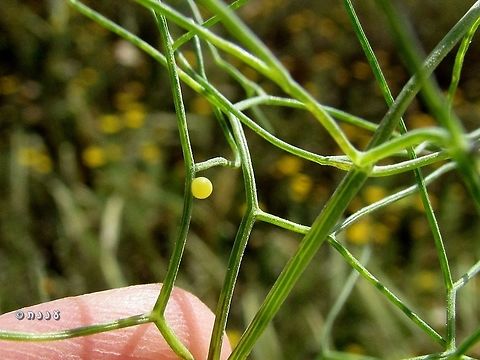 Papilio machaon: an egg on Foeniculum vulgare, one of its hosts.
here's the mom: 
https://www.jungledragon.com/image/74602/papilio_machaon_-_female_laying_an_egg.html Geotagged,Israel,Old World swallowtail,Papilio machaon,Spring