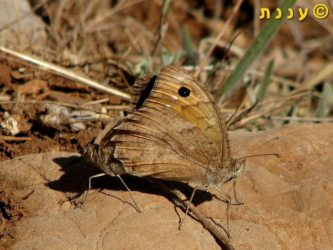 Pseudochazara pelopea - love is in the air  Israel,Mount Hermon,Pseudochazara pelopea