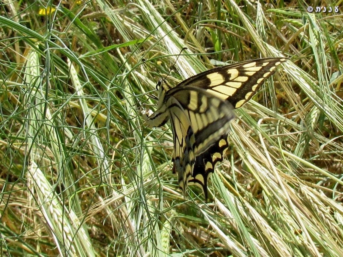 Papilio machaon - female laying an egg on Foeniculum vulgare, one of its hosts. <br />
<br />
this was the result:<br />
<figure class="photo"><a href="https://www.jungledragon.com/image/74600/papilio_machaon_an_egg.html" title="Papilio machaon: an egg"><img src="https://s3.amazonaws.com/media.jungledragon.com/images/3519/74600_thumb.jpg?AWSAccessKeyId=05GMT0V3GWVNE7GGM1R2&Expires=1769040010&Signature=v%2BO8sW3koujPe%2FvKD%2BlyBZTO%2BHI%3D" width="200" height="150" alt="Papilio machaon: an egg on Foeniculum vulgare, one of its hosts.<br />
here's the mom: <br />
https://www.jungledragon.com/image/74602/papilio_machaon_-_female_laying_an_egg.html Geotagged,Israel,Old World swallowtail,Papilio machaon,Spring" /></a></figure> Foeniculum vulgare,Geotagged,Israel,Old World swallowtail,Papilio machaon,Spring