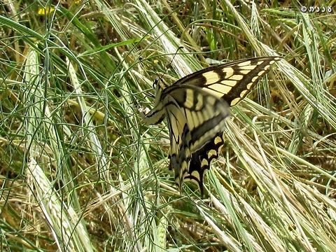 Papilio machaon - female laying an egg on Foeniculum vulgare, one of its hosts. 

this was the result:
https://www.jungledragon.com/image/74600/papilio_machaon_an_egg.html Foeniculum vulgare,Geotagged,Israel,Old World swallowtail,Papilio machaon,Spring