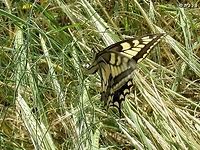 Papilio machaon - female laying an egg on Foeniculum vulgare, one of its hosts. <br />
<br />
this was the result:<br />
https://www.jungledragon.com/image/74600/papilio_machaon_an_egg.html Foeniculum vulgare,Geotagged,Israel,Old World swallowtail,Papilio machaon,Spring