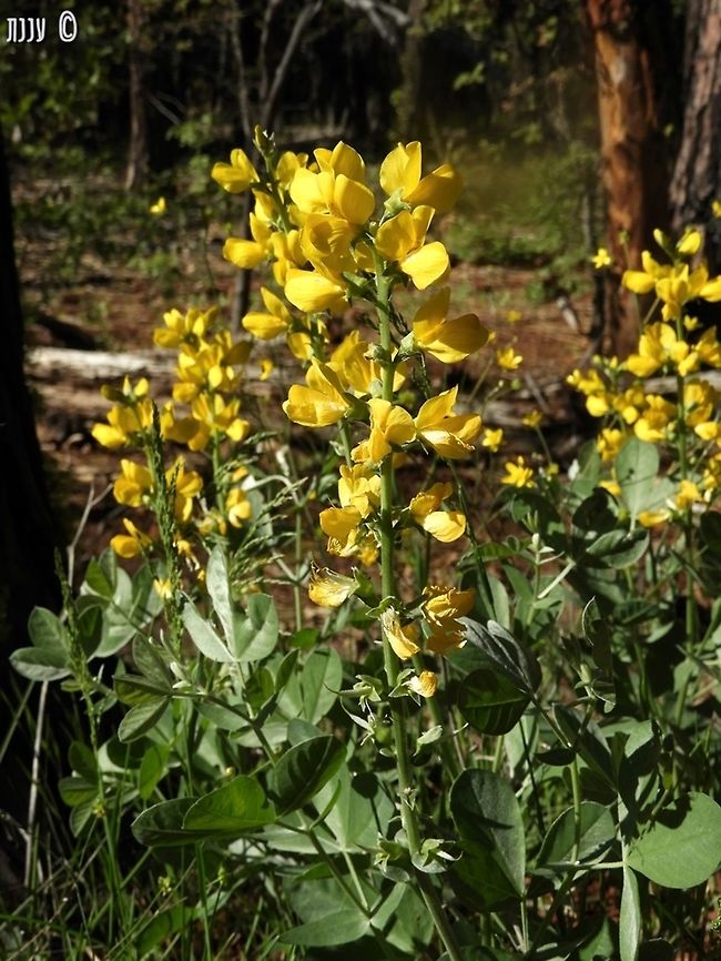 California Goldenbanner Thermopsis californica - also known as "false lupine" - and indeed it does look like lupine from distance.  California,California Goldenbanner,Geotagged,Spring,Thermopsis californica,United States
