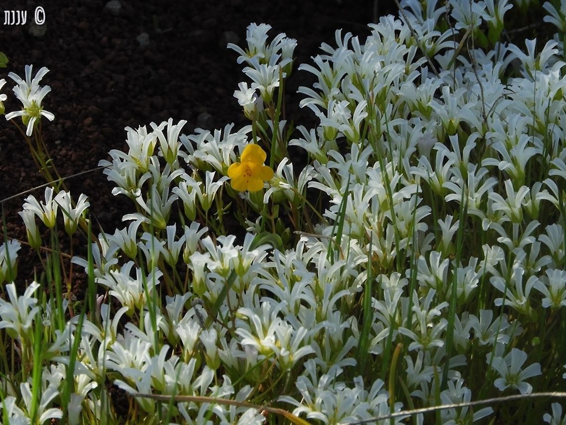 Erythranthe guttata surrounded in a field of Limnanthes alba California,Common yellow monkeyflower,Erythranthe guttata,Geotagged,Limnanthes alba,Spring,United States