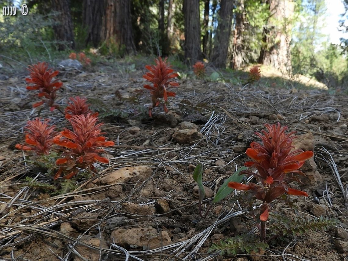 Pedicularis densiflora ssp. aurantiaca the less-common subspecies of the Indian Warrior California,Geotagged,Indian Warrior,Pedicularis densiflora,Pedicularis densiflora ssp. aurantiaca,Pedicularis densiflora\,Spring,United States