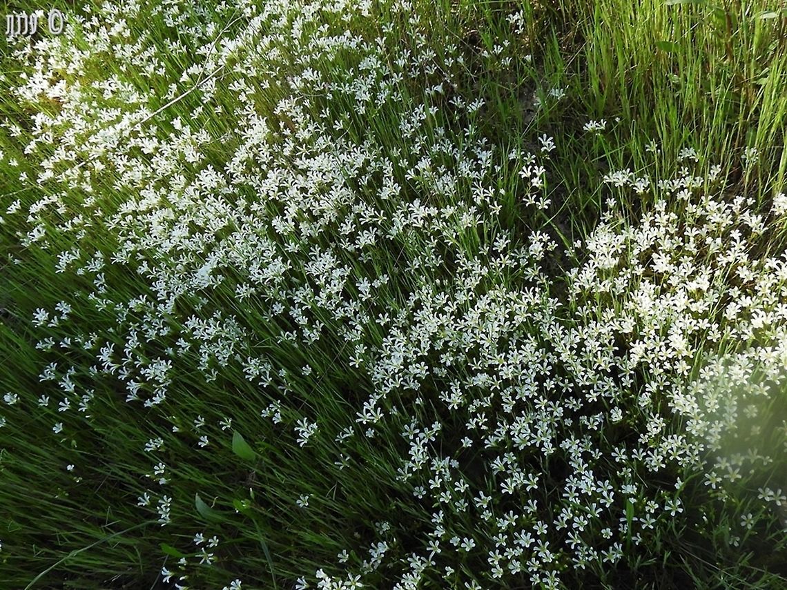 Limnanthes alba from a distance it looked like a white stream through the meadow. it was lovely.  California,Geotagged,Limnanthes alba,Spring,United States,alba