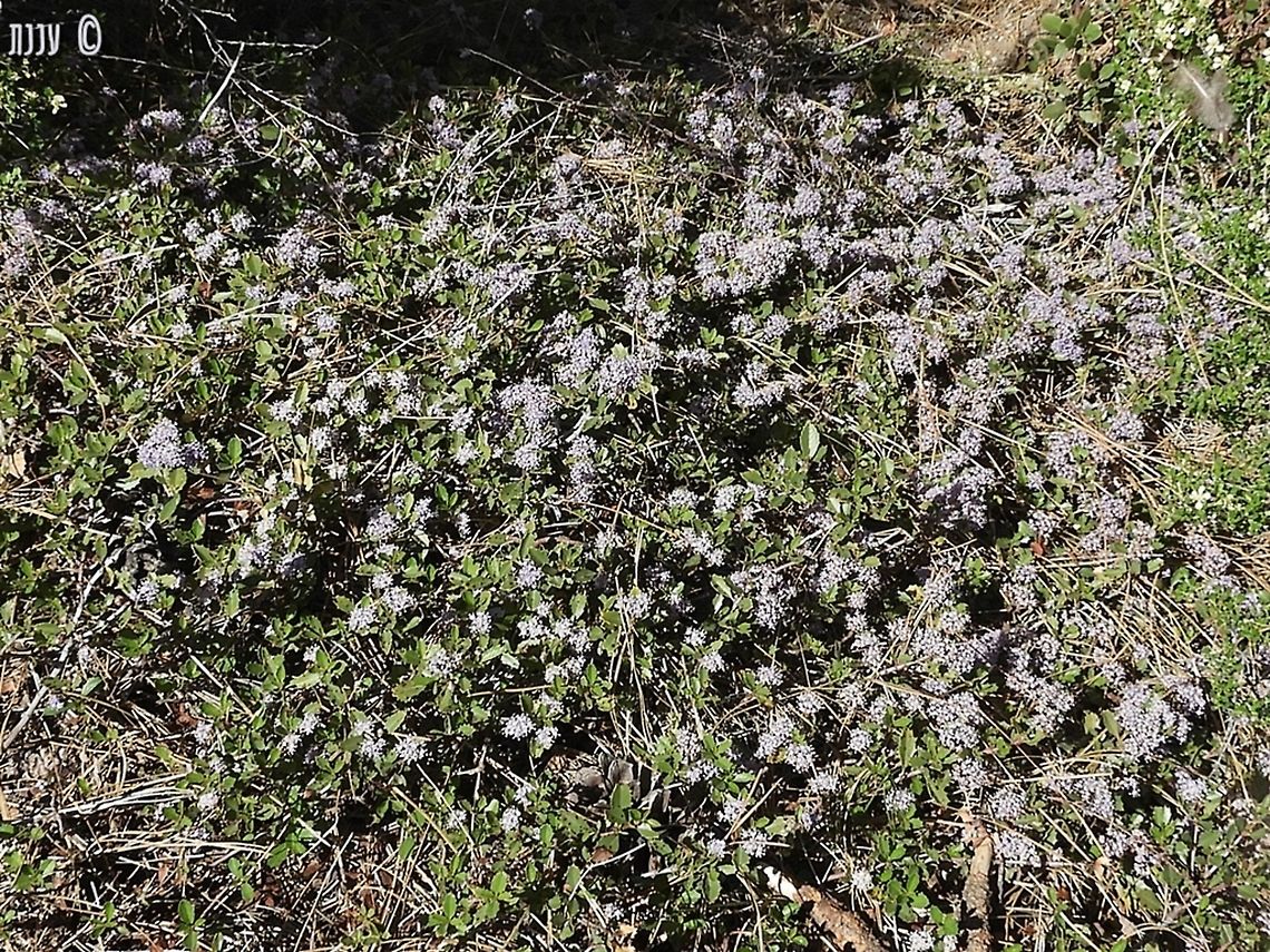 Mahala Mat Ceanothus prostratus California,Ceanothus prostratus,Geotagged,Mahala Mat,Spring,United States